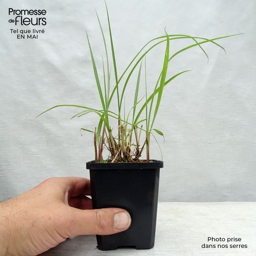 Exemplaar van Pennisetum orientale Karley Rose - Lampenpoetsersgras Kweekpotje van 8/9 cm zoals geleverd in de lente