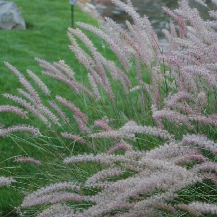 Pennisetum orientale Shogun - Lampenpoetsersgras (Bloei)