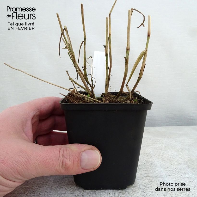Exemplaar van Pennisetum orientale Shogun - Lampenpoetsersgras Kweekpotje van 8/9 cm zoals geleverd in de winter