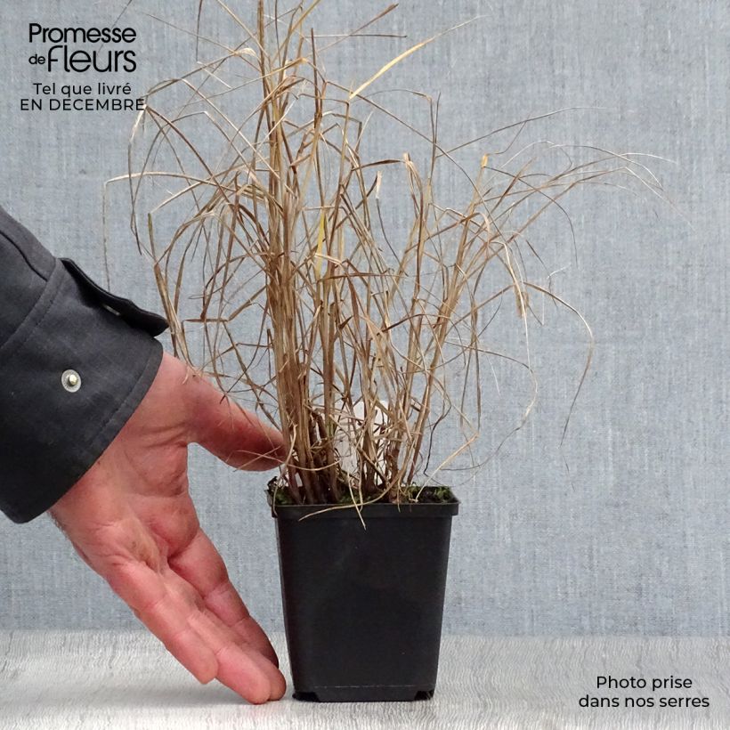 Example of Pennisetum orientale Tall Tails - Lampenpoetsersgras Kweekpotje van 8/9 cm as you get in hiver
