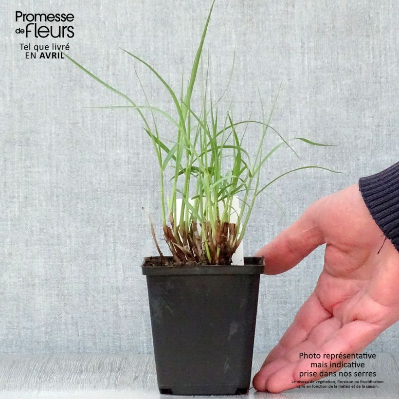 Exemplaar van Pennisetum orientale Tall Tails - Lampenpoetsersgras Kweekpotje van 8/9 cm zoals geleverd in de lente