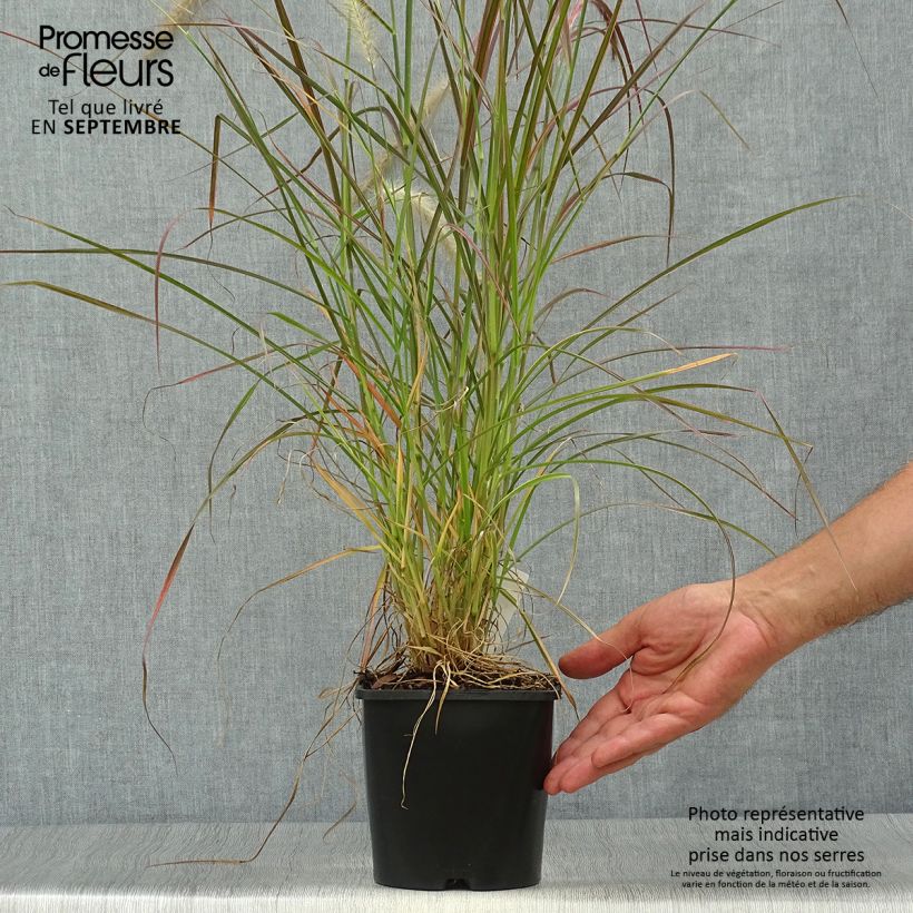 Exemplaar van Pennisetum setaceum Firework - Lampenpoetsersgras Pot van 2 l/3 l zoals geleverd in de herfst