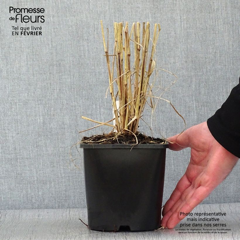Exemplaar van Pennisetum setaceum Firework - Lampenpoetsersgras Pot van 2 l/3 l zoals geleverd in de winter