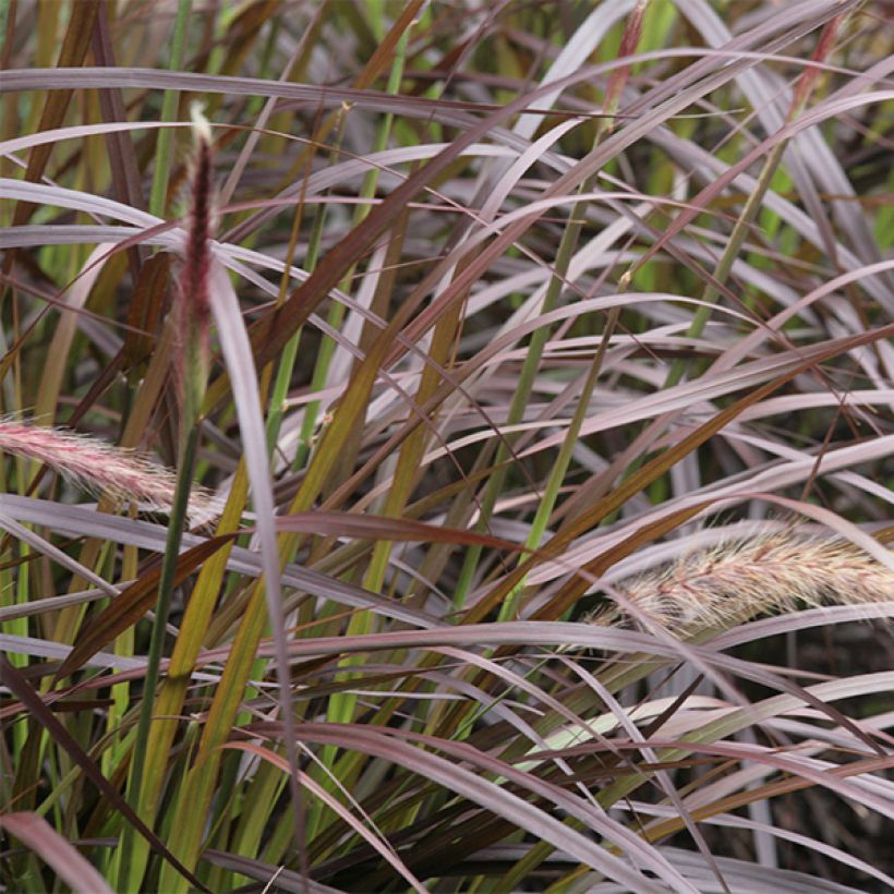 Pennisetum advena Rubrum - Lampenpoetsersgras (Foliage)