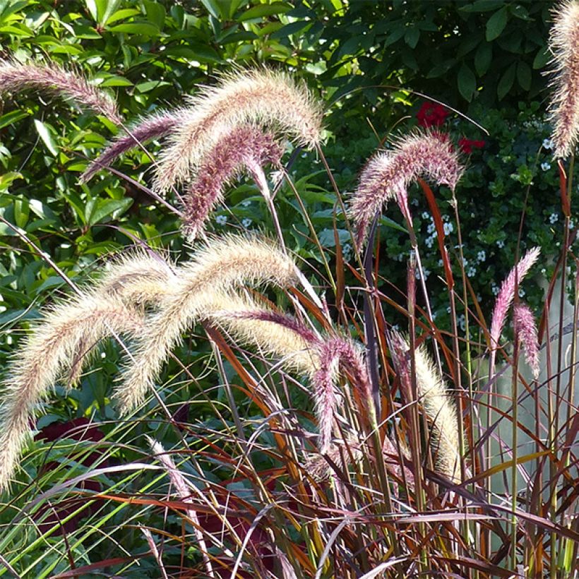 Pennisetum advena Rubrum - Lampenpoetsersgras (Flowering)