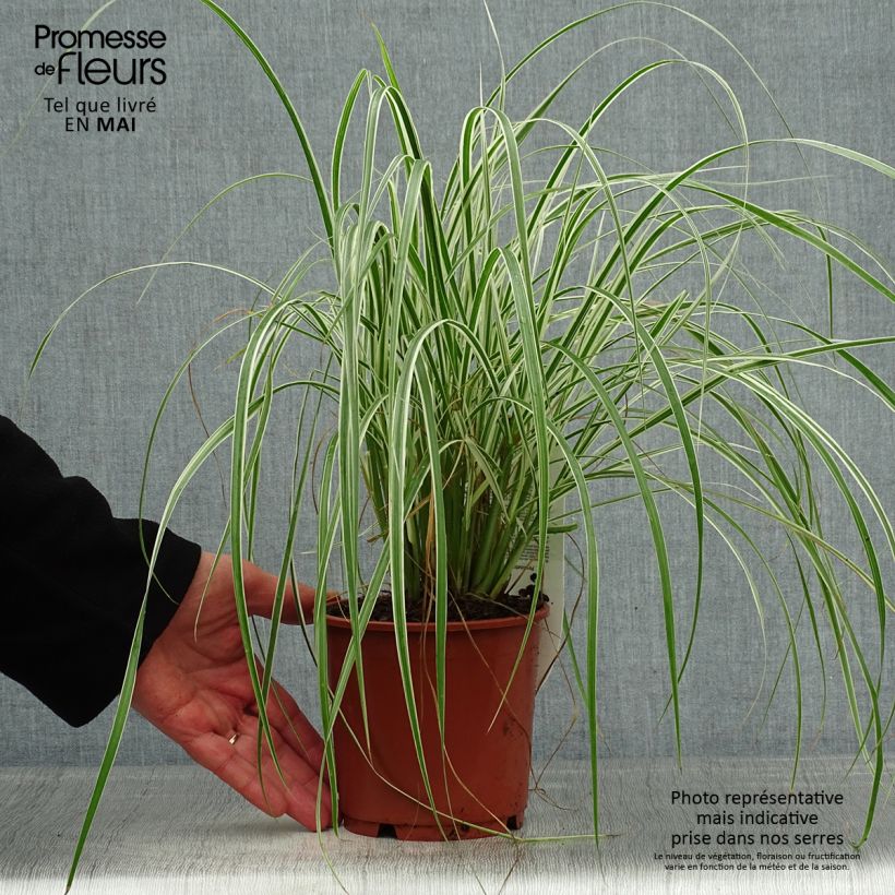 Exemplaar van Pennisetum setaceum Skyrocket - Lampenpoetsersgras Pot van 1 l/1,5 l zoals geleverd in de lente