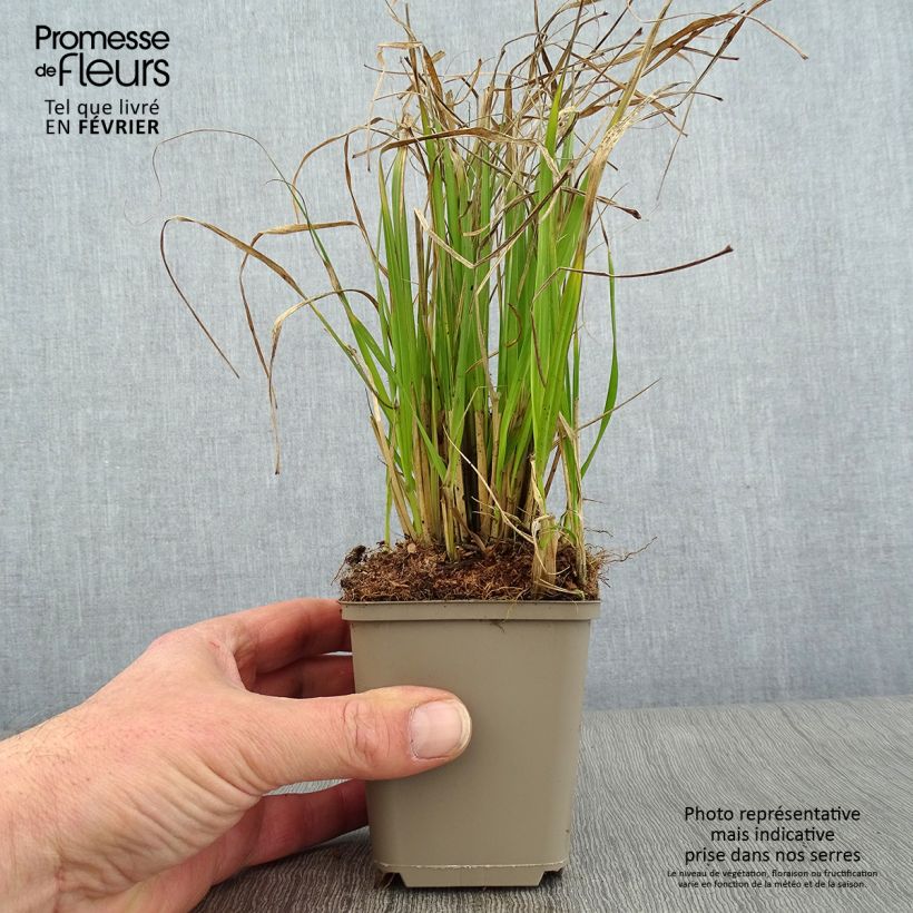 Example of Pennisetum thunbergii - Lampenpoetsersgras Kweekpotje van 8/9 cm as you get in hiver