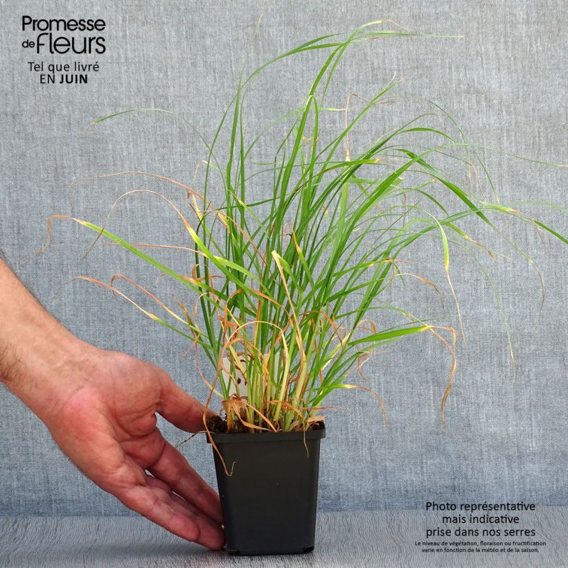 Exemplaar van Pennisetum villosum - Lampenpoetsersgras Kweekpotje van 8/9 cm zoals geleverd in de zomer