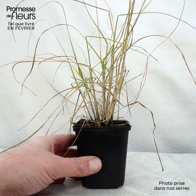 Example of Pennisetum villosum - Herbe aux écouvillons Kweekpotje van 8/9 cm as you get in hiver