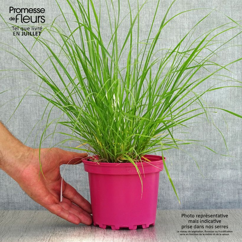 Exemplaar van Pennisetum villosum - Lampenpoetsersgras Pot van 2 l/3 l zoals geleverd in de zomer