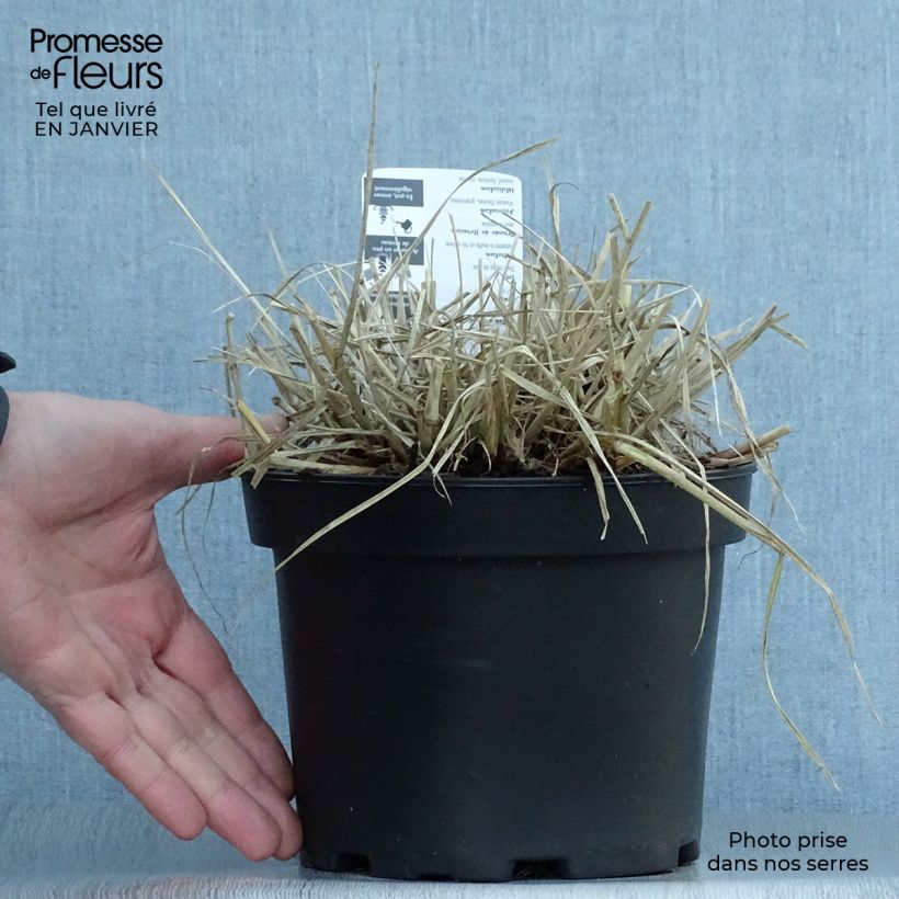 Example of Pennisetum villosum - Herbe aux écouvillons Pot van 2 l/3 l as you get in hiver