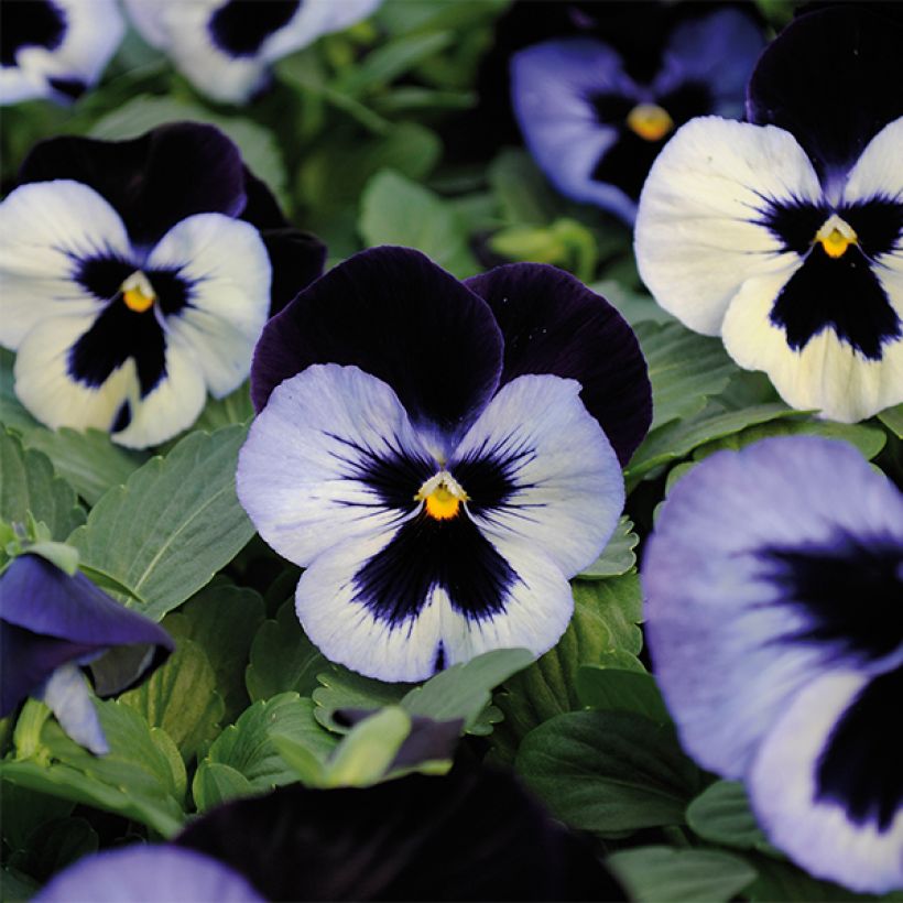 Viola IG VIOLET WHITE - Viool (Bloei)