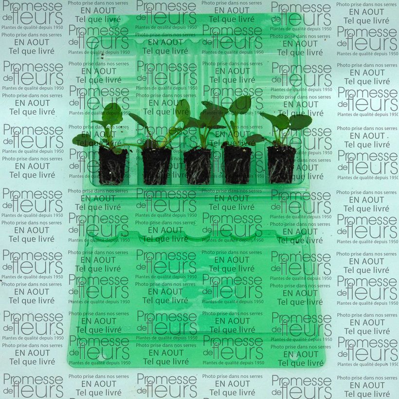 Voorbeeld van een exemplaar van Viola Inspire F1 Orange with Blotch - Grootbloemige viool Mini-mot Ø 3/4 cm zoals geleverd