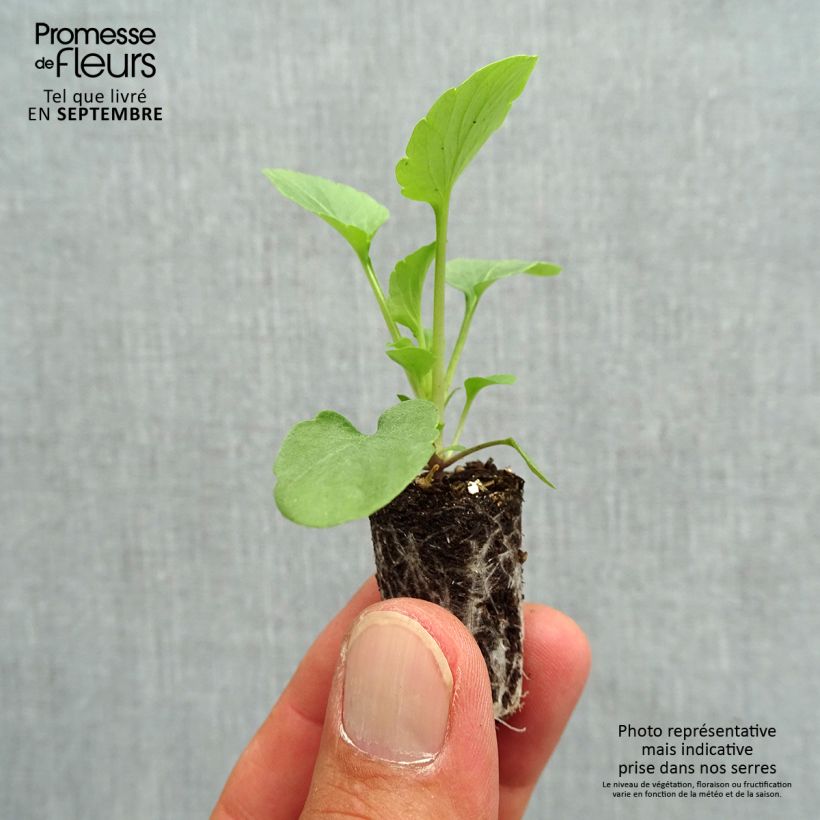 Exemplaar van Viola EVO PINK SHADE - Grootbloemige viool Mini-mot Ø 1,5/2,5 cm zoals geleverd in de herfst