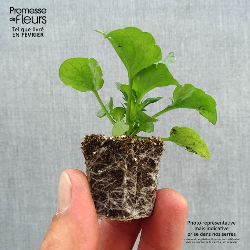 Exemplaar van Viola wittrockiana F1 Carrera Autumn Berries - Grootbloemige viool Kluitplant: kluit 3,8 cm x 3,2 cm in een tray voor 16 planten zoals geleverd in de herfst