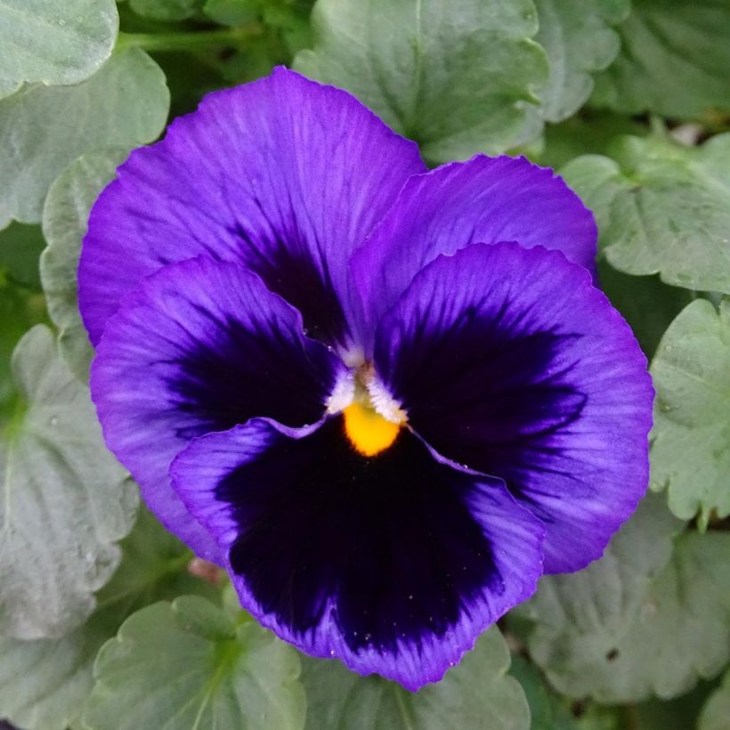 Viola wittrockiana F1 Carrera Blue With Blotch - Grootbloemige viool (Bloei)