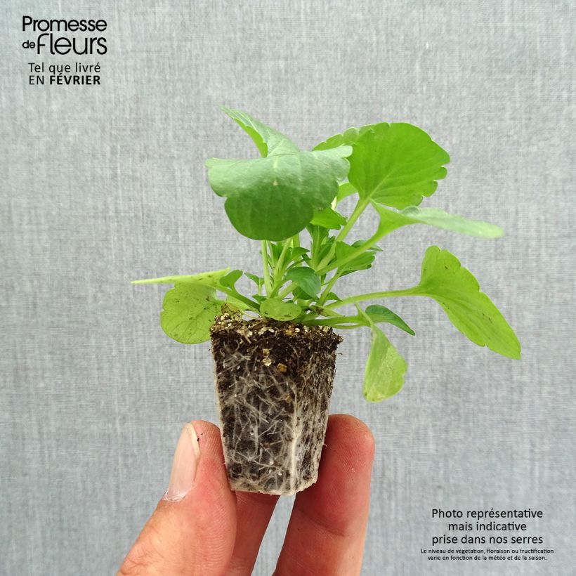 Exemplaar van Viola wittrockiana Carrera Pink Shades - Grootbloemige viool Kluitplant: kluit 3,8 cm x 3,2 cm in een tray voor 16 planten zoals geleverd in de herfst