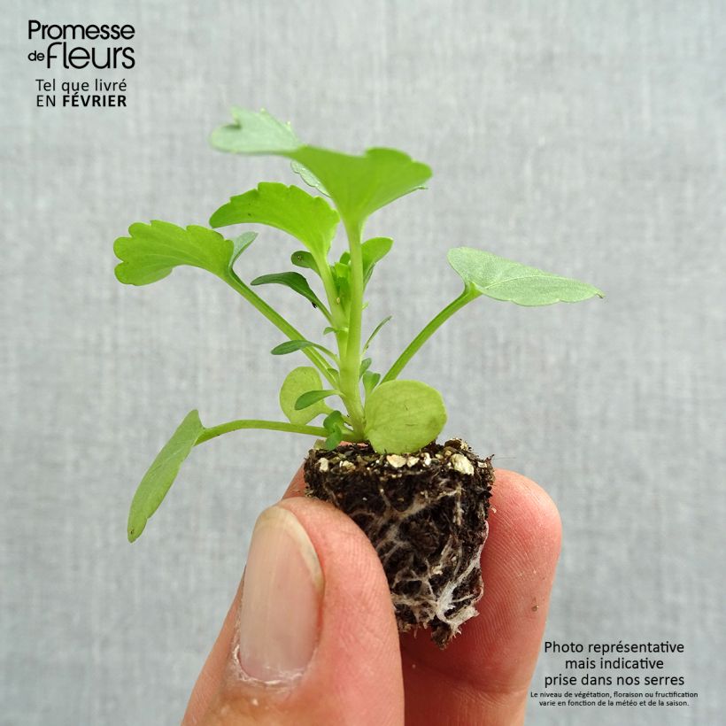 Exemplaar van Viola wittrockiana F1 Carrera Rose Blotch - Grootbloemige viool Minimotte: kluitje van 2,2 cm x 2 cm in kweekplaat per 35 stuks zoals geleverd in de herfst