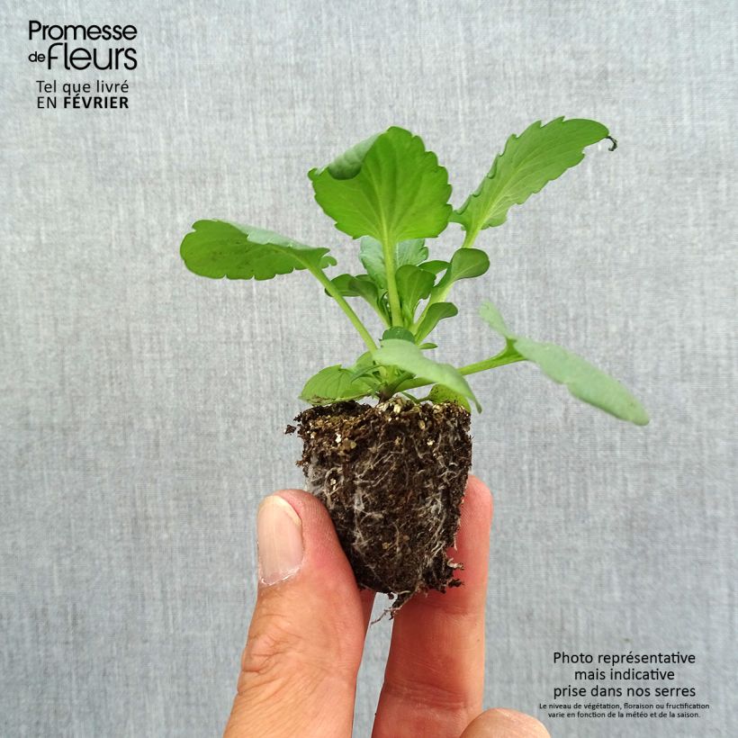 Exemplaar van Viola wittrockiana F1 Carrera Rose Blotch - Grootbloemige viool Kluitplant: kluit 3,8 cm x 3,2 cm in een tray voor 16 planten zoals geleverd in de herfst