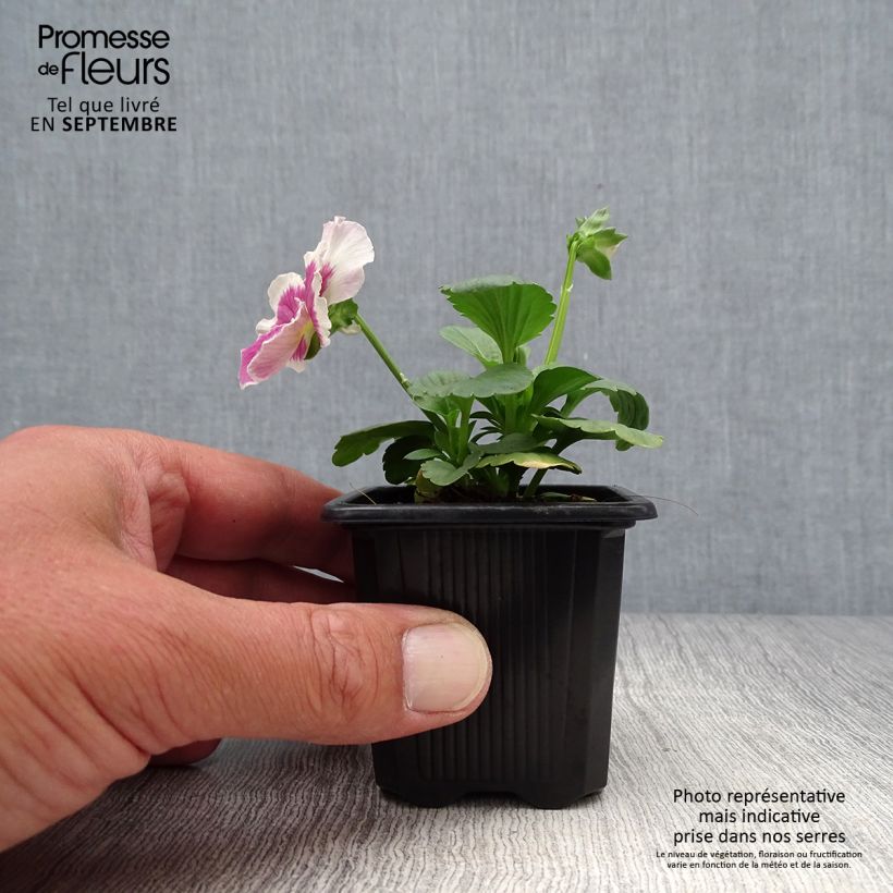 Exemplaar van Viola wittrockiana F1 Carrera Rose Blotch Kweekpotje van 7/8 cm zoals geleverd in de herfst