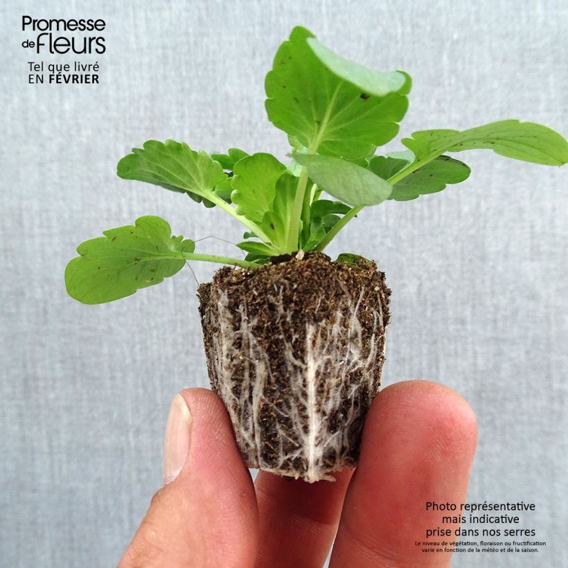 Exemplaar van Viola wittrockiana F1 Félix Mix - Grootbloemige viool Kluitplant: kluit 3,8 cm x 3,2 cm in een tray voor 16 planten zoals geleverd in de herfst