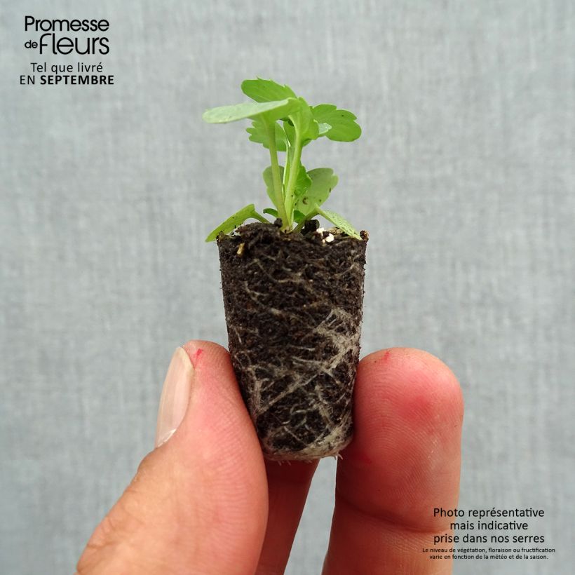 Exemplaar van Viola Matrix F1 Yellow Blotch - Grootbloemige viool Mini-mot Ø 1,5/2,5 cm zoals geleverd in de herfst