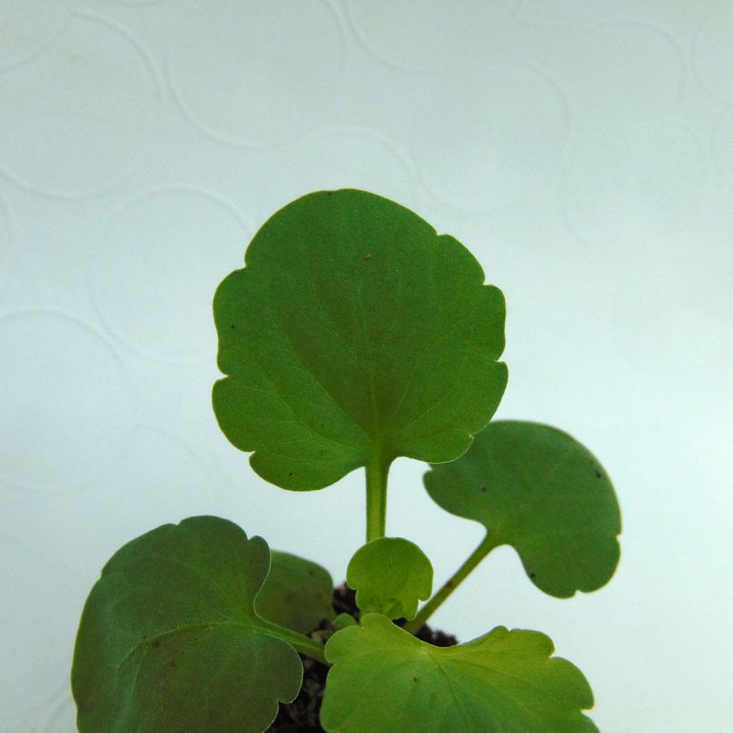 Viola Matrix F1 Lavender Shades - Grootbloemige viool (Blad)