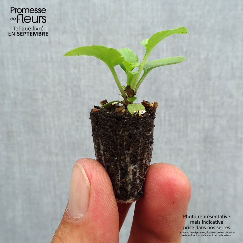 Exemplaar van Viola Matrix F1 Lemon Clear - Grootbloemige viool Mini-mot Ø 1,5/2,5 cm zoals geleverd in de herfst