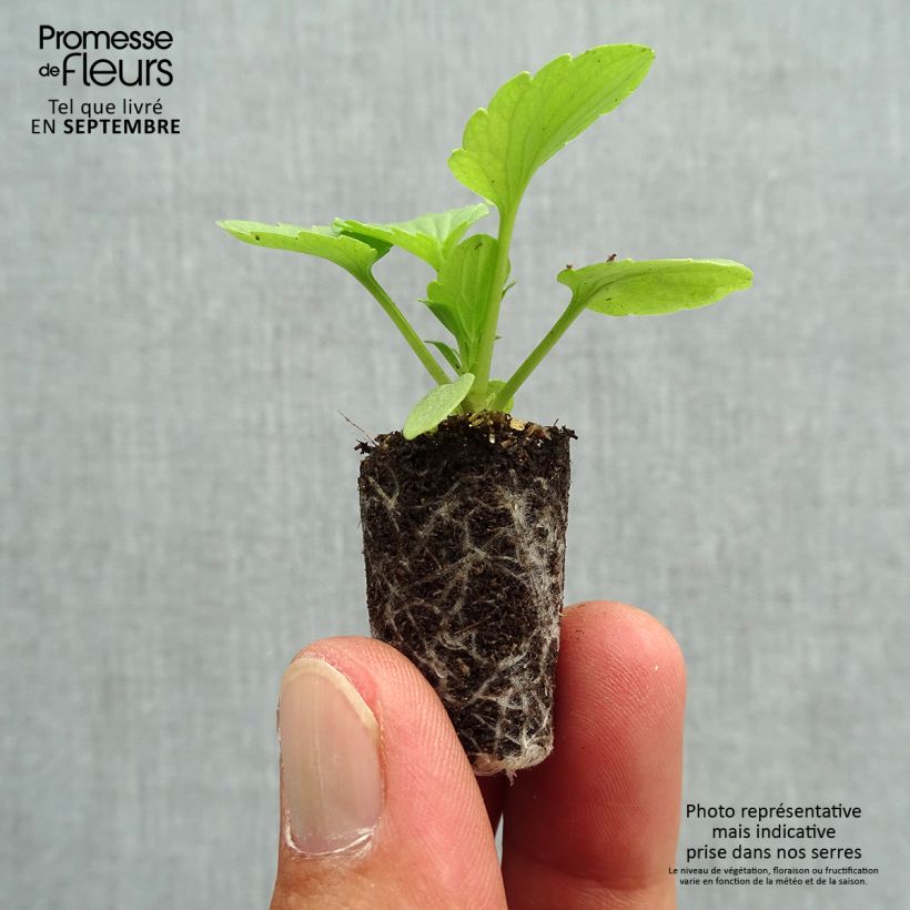 Exemplaar van Viola Matrix Rose - Grootbloemige viool Mini-mot Ø 1,5/2,5 cm zoals geleverd in de herfst