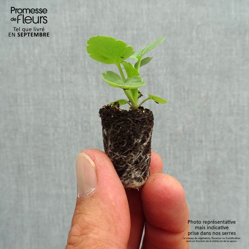 Exemplaar van Viola Matrix Solar Flare - Grootbloemige viool Mini-mot Ø 1,5/2,5 cm zoals geleverd in de herfst