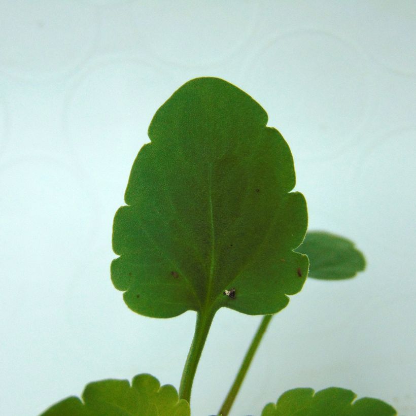 Viola Matrix White - Grootbloemige viool (Blad)