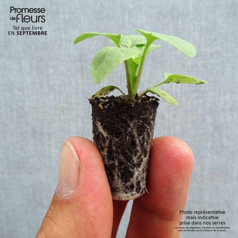 Exemplaar van Viola Matrix White - Grootbloemige viool Mini-mot Ø 1,5/2,5 cm zoals geleverd in de herfst