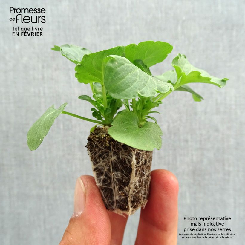 Exemplaar van Viola wittrockiana Felix Jeans - Middel-grootbloemige viool Kluitplant: kluit 3,8 cm x 3,2 cm in een tray voor 16 planten zoals geleverd in de herfst