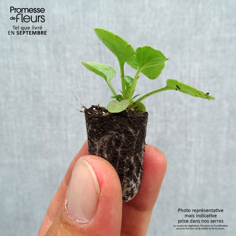 Exemplaar van Viola Matrix F1 - Grootbloemige viool Mini-mot Ø 1,5/2,5 cm zoals geleverd in de herfst