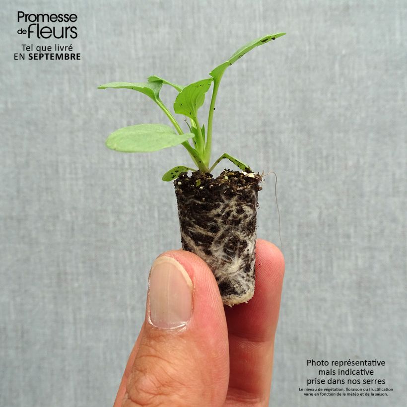 Example of Pensée à Fleurs Moyennes Matrix Sangria F1 Mini-motte - Viola hybrida Mini-mot Ø 1,5/2,5 cm as you get in automne