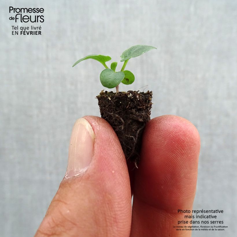 Exemplaar van Viola wittrockiana Rim Up Red Yellow - Middel-grootbloemige viool Mini-mot Ø 1,5/2,5 cm zoals geleverd in de herfst