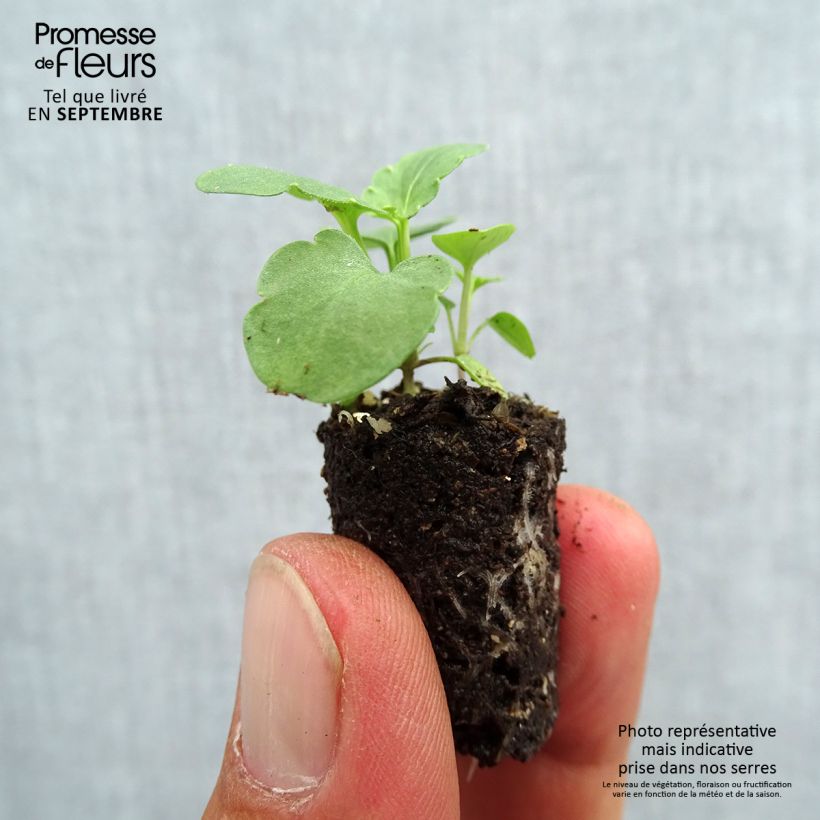 Exemplaar van Viola wittrockiana Ultima Morpho - Middel-grootbloemige viool Mini-mot Ø 1,5/2,5 cm zoals geleverd in de herfst