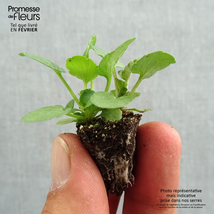 Exemplaar van Viola wittrockiana Ultima Radiance F1 Red - Grootbloemige viool Minimotte: kluitje van 2,2 cm x 2 cm in kweekplaat per 35 stuks zoals geleverd in de herfst