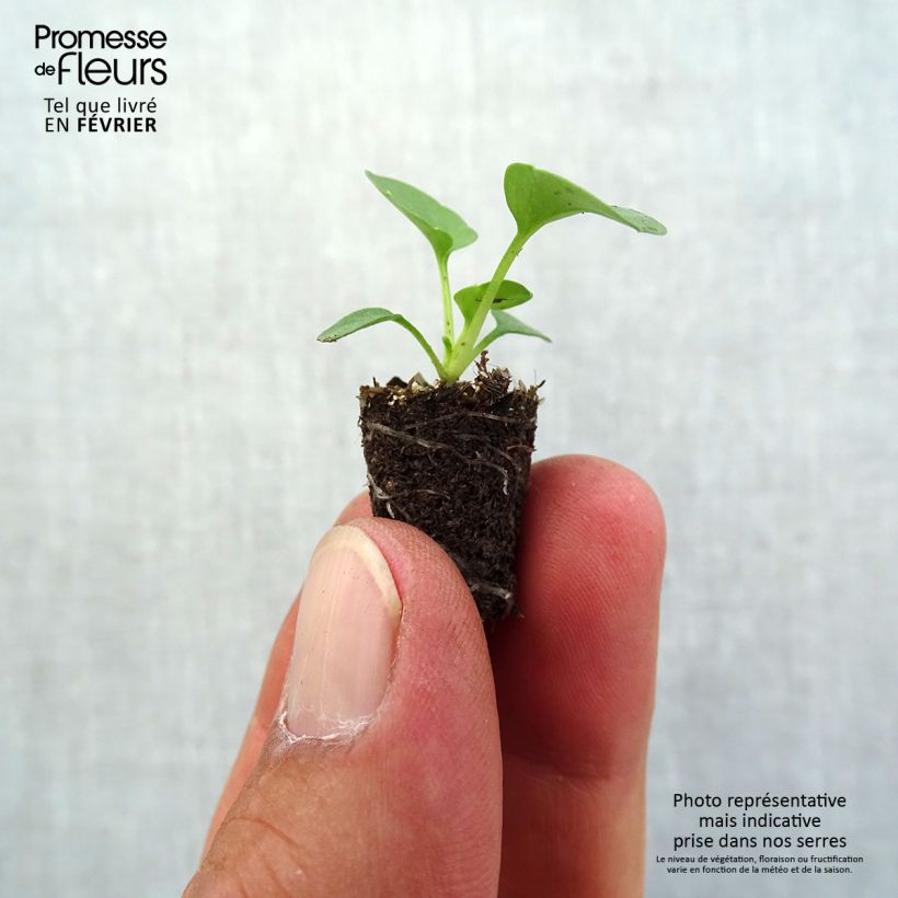 Exemplaar van Viola wittrockiana Rim Up Yellow Red Blotch - Middel-grootbloemige viool Mini-mot Ø 1,5/2,5 cm zoals geleverd in de herfst