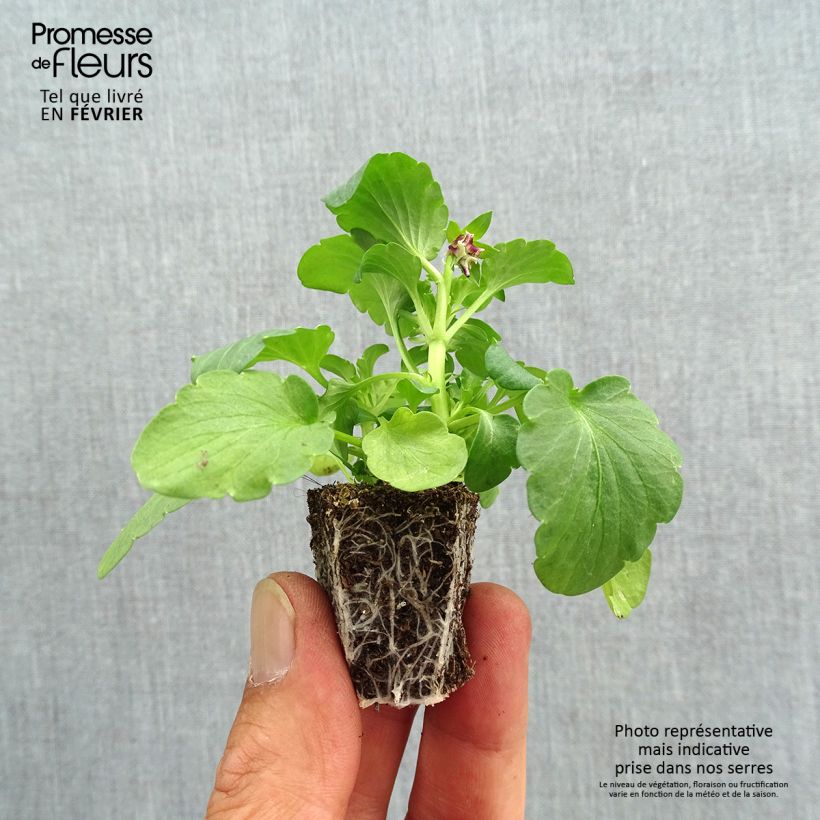 Exemplaar van Viola wittrockiana Farandole Mix - Grootbloemige violen golvende bloemblaadjes Kluitplant: kluit 3,8 cm x 3,2 cm in een tray voor 16 planten zoals geleverd in de herfst