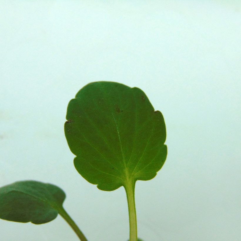 Viola wittrockiana Frizzle Sizzle F1 Mix Frizzle Yellow - Grootbloemige violen met golvende bloemblaadjes in mix (Blad)