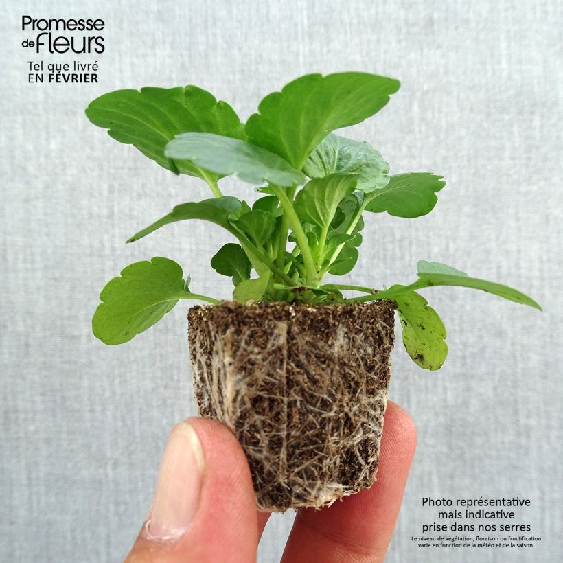 Exemplaar van Viola wittrockiana F1 Carrera Lemon - Grootbloemige viool Kluitplant: kluit 3,8 cm x 3,2 cm in een tray voor 16 planten zoals geleverd in de herfst