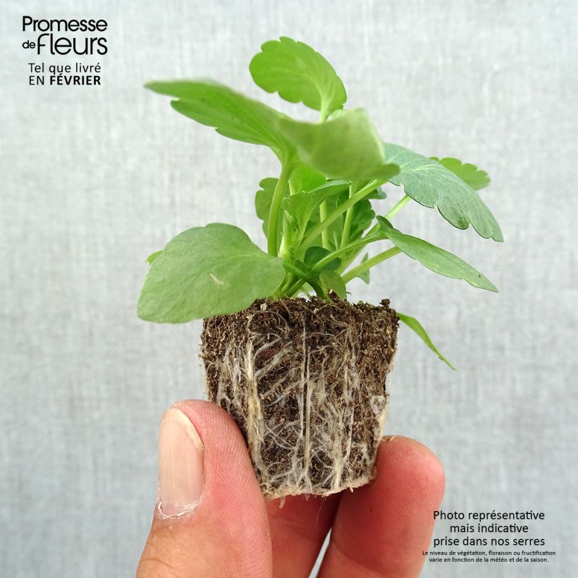 Exemplaar van Viola wittrockiana Big Up Mix - Grootbloemige viool (zaad) Kluitplant: kluit 3,8 cm x 3,2 cm in een tray voor 16 planten zoals geleverd in de herfst