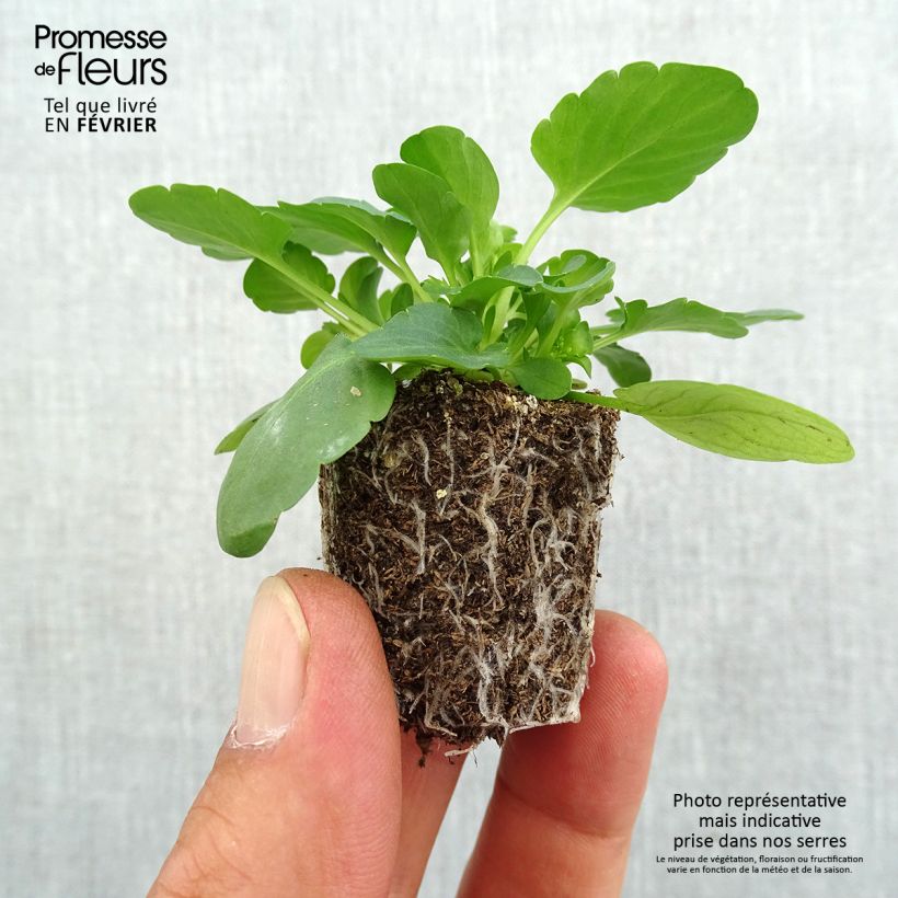 Exemplaar van Viola wittrockiana Cool Wave Yellow - Hangende/spreidende grootbloemige viool Kluitplant: kluit 3,8 cm x 3,2 cm in een tray voor 16 planten zoals geleverd in de herfst