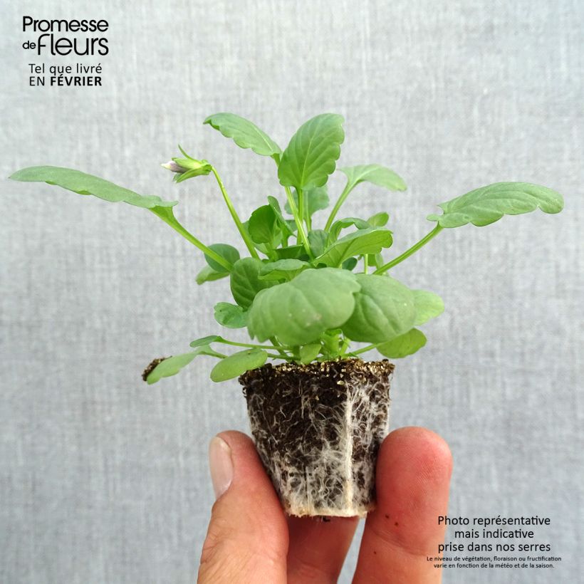 Exemplaar van Viola wittrockiana Cool Wave Mix - Hangende/spreidende grootbloemige violen Mix Kluitplant: kluit 3,8 cm x 3,2 cm in een tray voor 16 planten zoals geleverd in de herfst