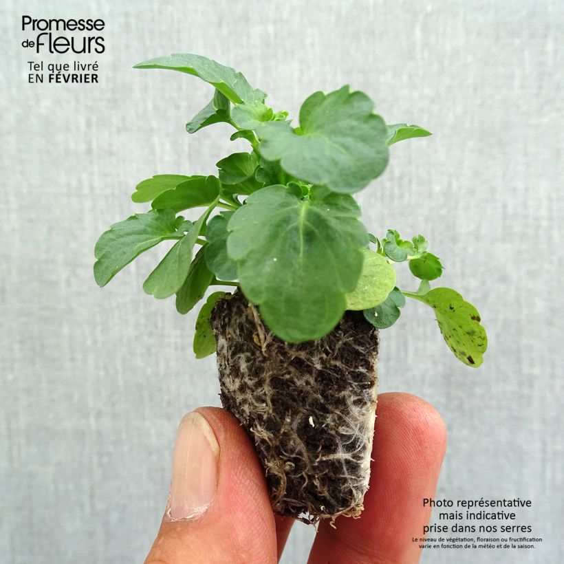 Exemplaar van Viola wittrockiana Strawberry Swirl - Grootbloemige viool Kluitplant: kluit 3,8 cm x 3,2 cm in een tray voor 16 planten zoals geleverd in de herfst
