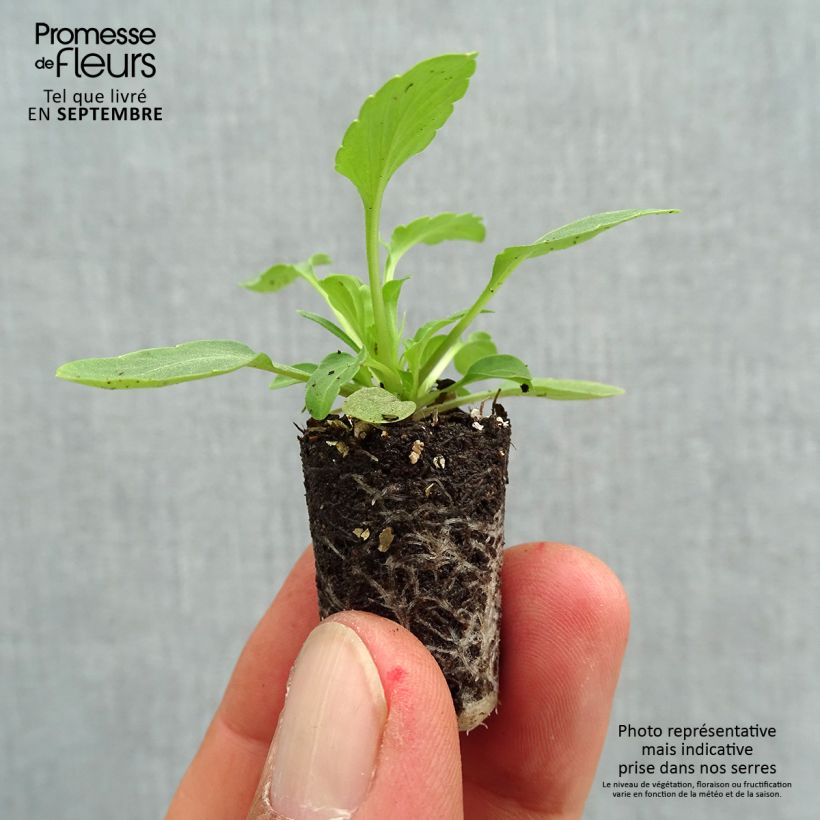 Exemplaar van Viola wittrockiana Violet Wing - Grootbloemige hangviool Mini-mot Ø 1,5/2,5 cm zoals geleverd in de herfst