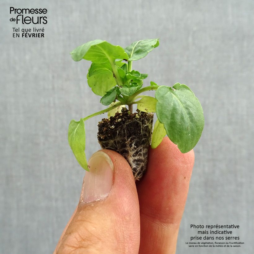 Exemplaar van Viola wittrockiana Cool Wave White - Hangende/spreidende grootbloemige viool Minimotte: kluitje van 2,2 cm x 2 cm in kweekplaat per 35 stuks zoals geleverd in de herfst