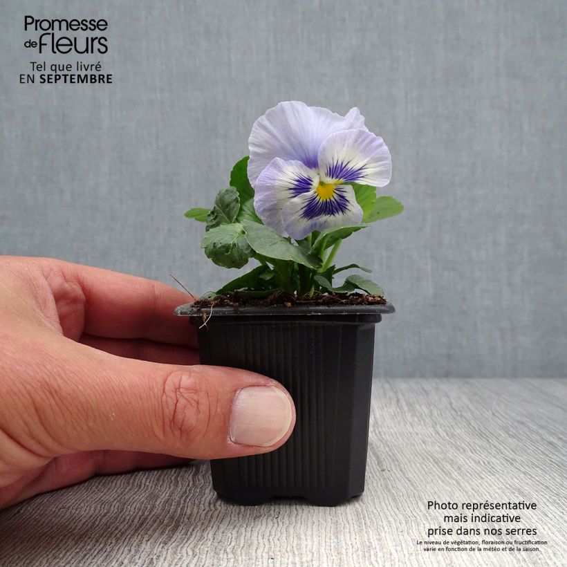 Exemplaar van Viola wittrockiana Prim’Up Ocean Mix - Middel-grootbloemige viool Kweekpotje van 7/8 cm zoals geleverd in de herfst