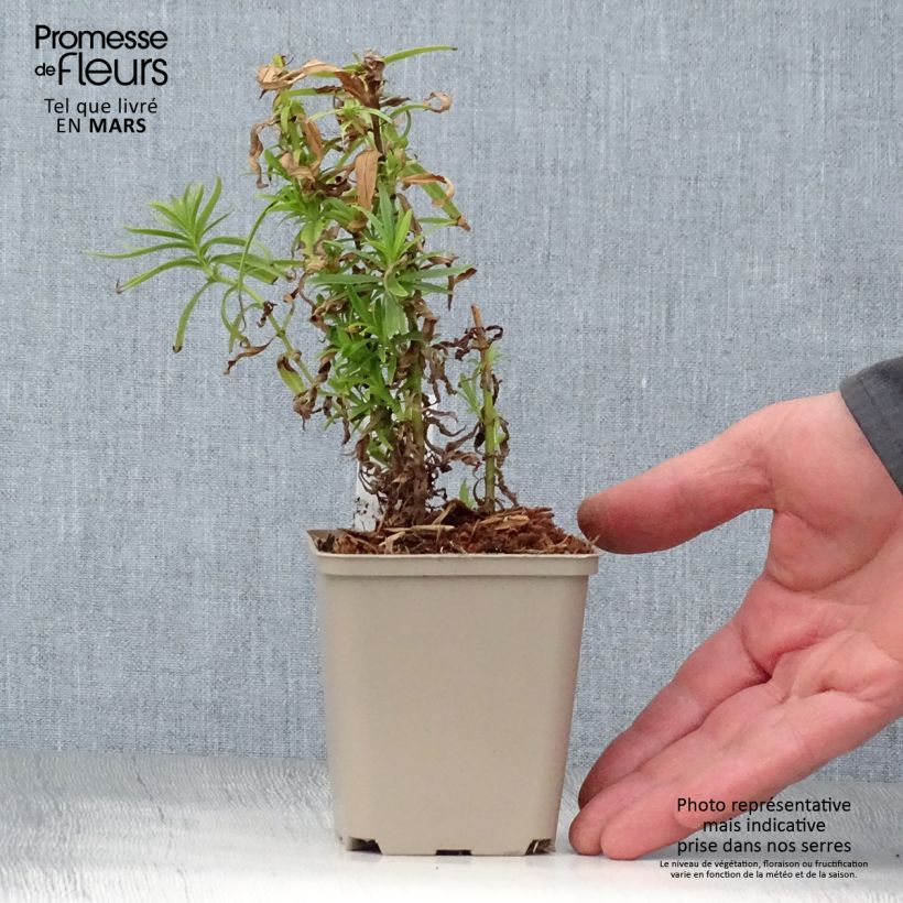 Exemplaar van Penstemon Harlequin Magenta - Slangenkop Pot van 2 l/3 l zoals geleverd in de lente